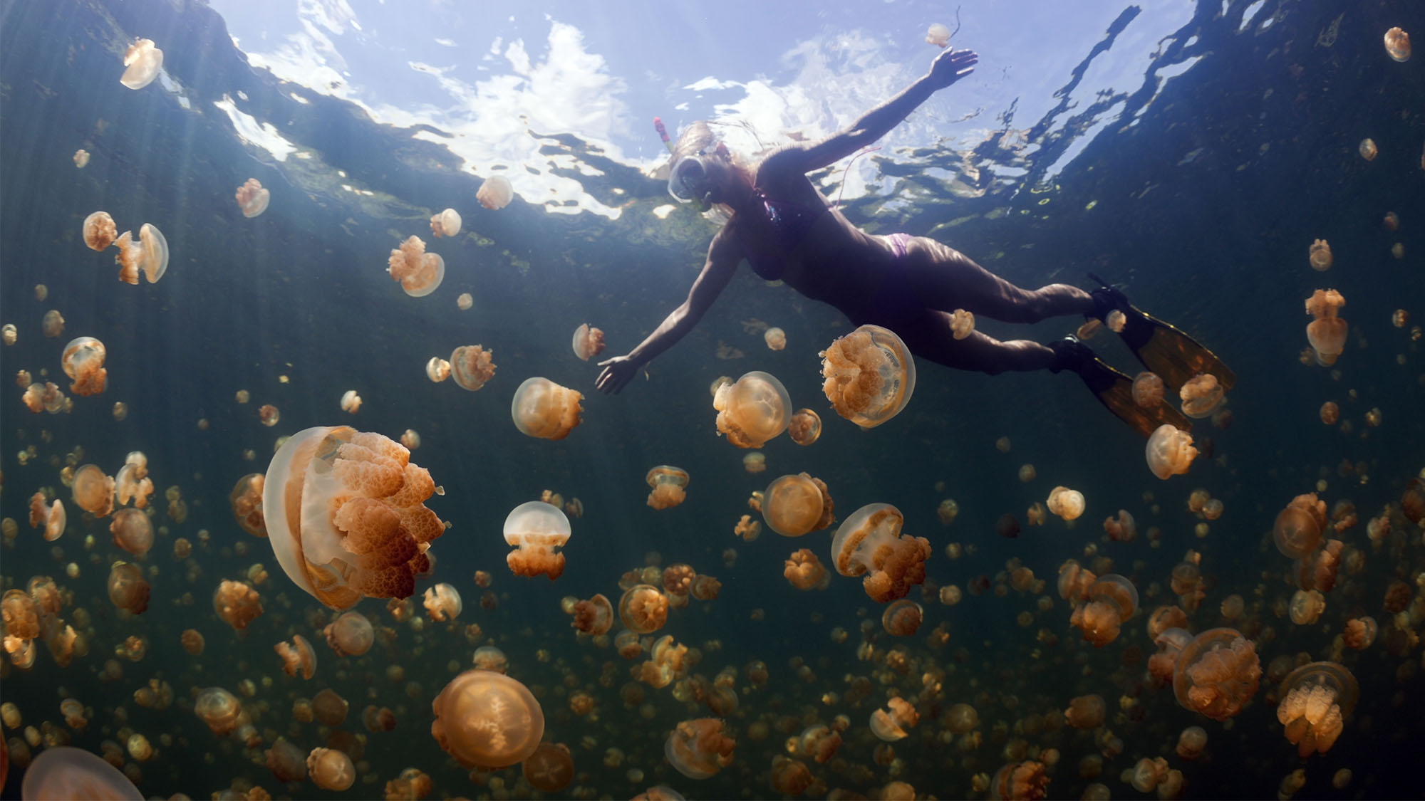 A swimmer surrounded by golden jellyfish in Palau