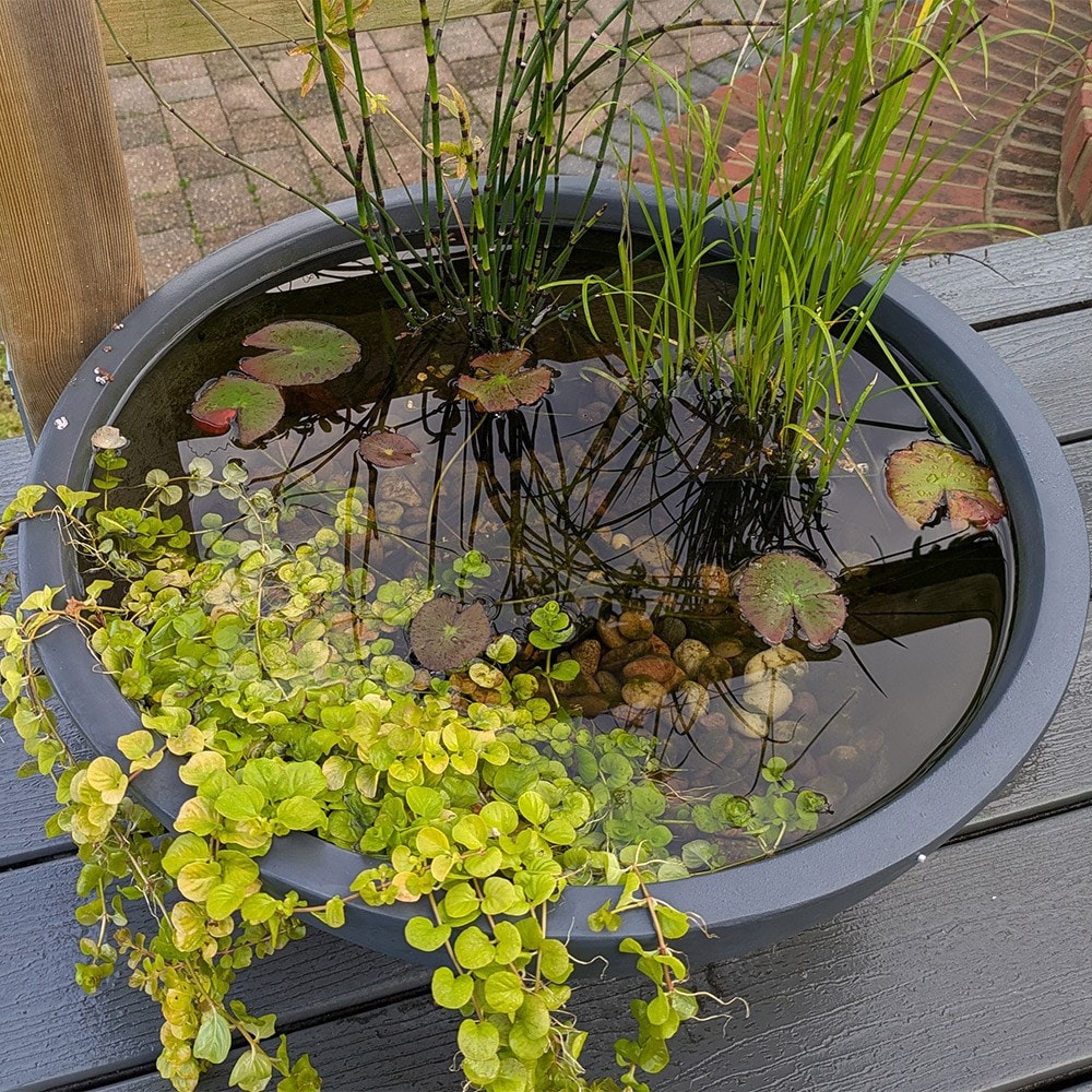 Pond in a Pot - Complete With Plants