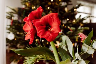 Amaryllis with Christmas tree lights