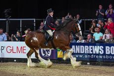 Glenside Matthew&rsquo;s Flower Of Scotland and Kirsty Aird win the ridden heavy horse title at HOYS 2021