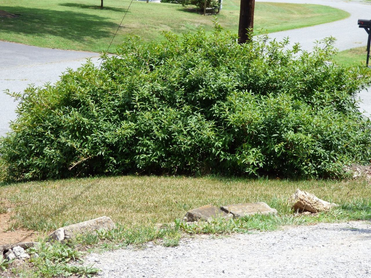 Large Forsythia Bush In Yard