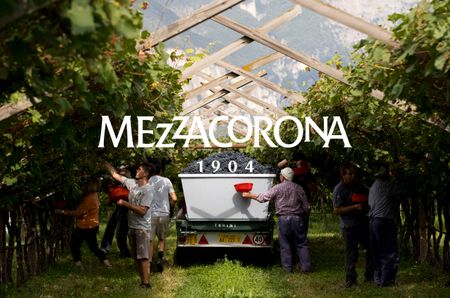 'Mezzacorona' logo overlayed over image of men harvesting grapes 