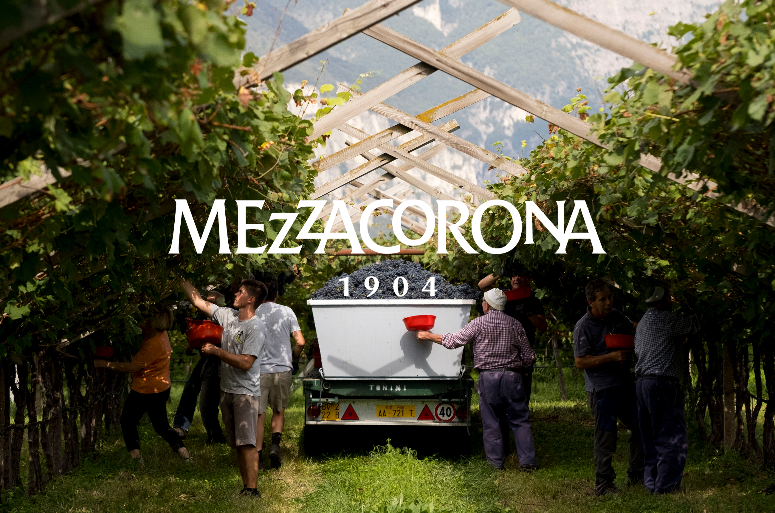 'Mezzacorona' logo overlayed over image of men harvesting grapes 