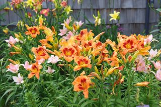 Orange daylilies in flower border
