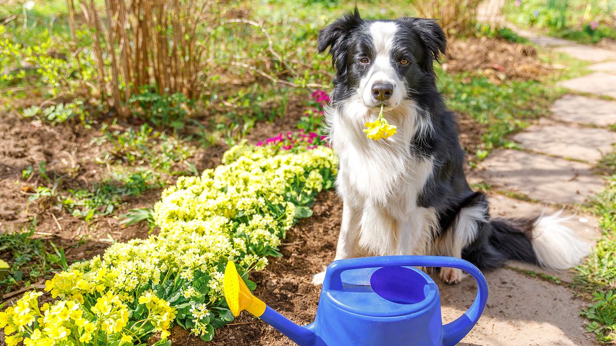 Dog-safe weed killer