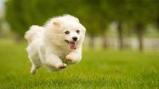 Dog running for dog treat