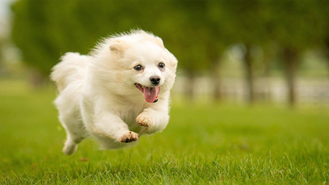 Dog running for dog treat