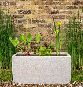 pond created in a large plant pot