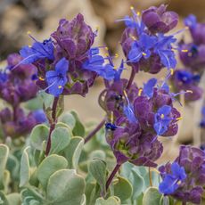 Closeup of purple sage flowers