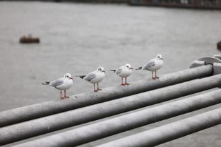Seagulls sitting in a row on a wire over the River Thames