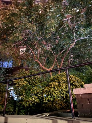 iPhone 11 Pro camera roll