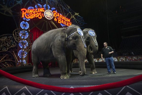 Ringling Brothers and Barnum &amp;amp; Bailey Circus elephants.