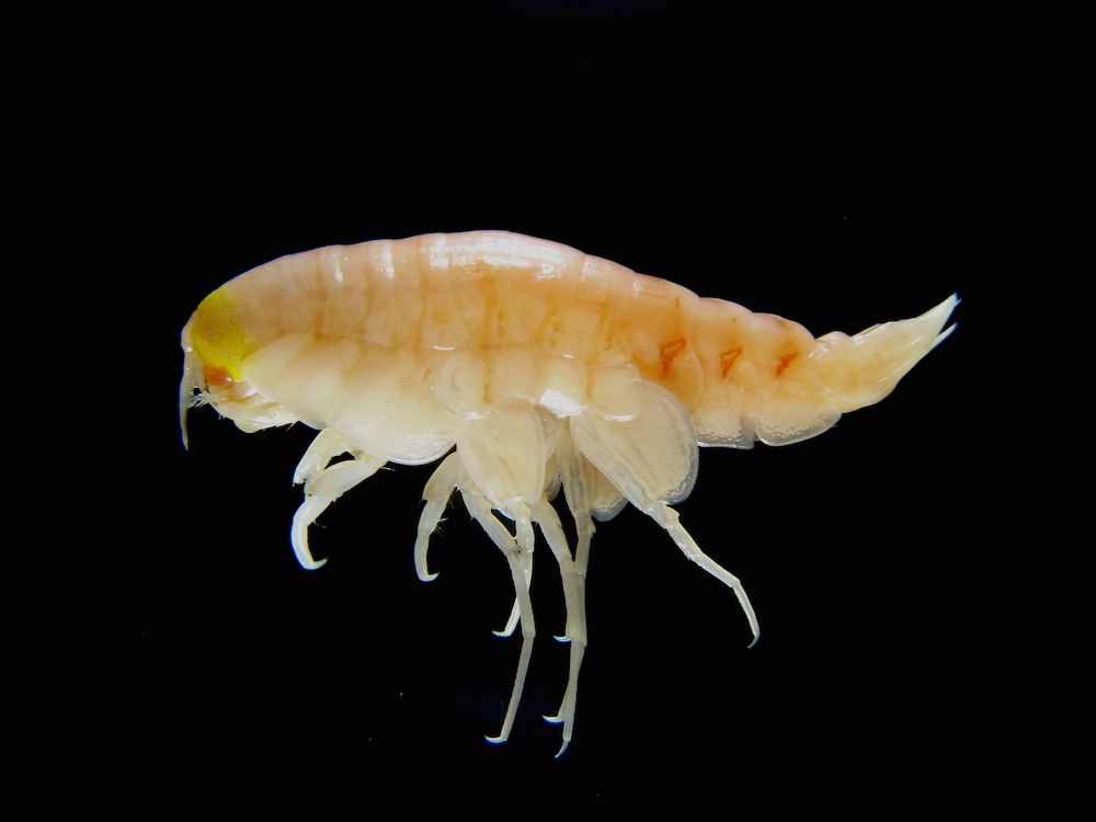 amphipod