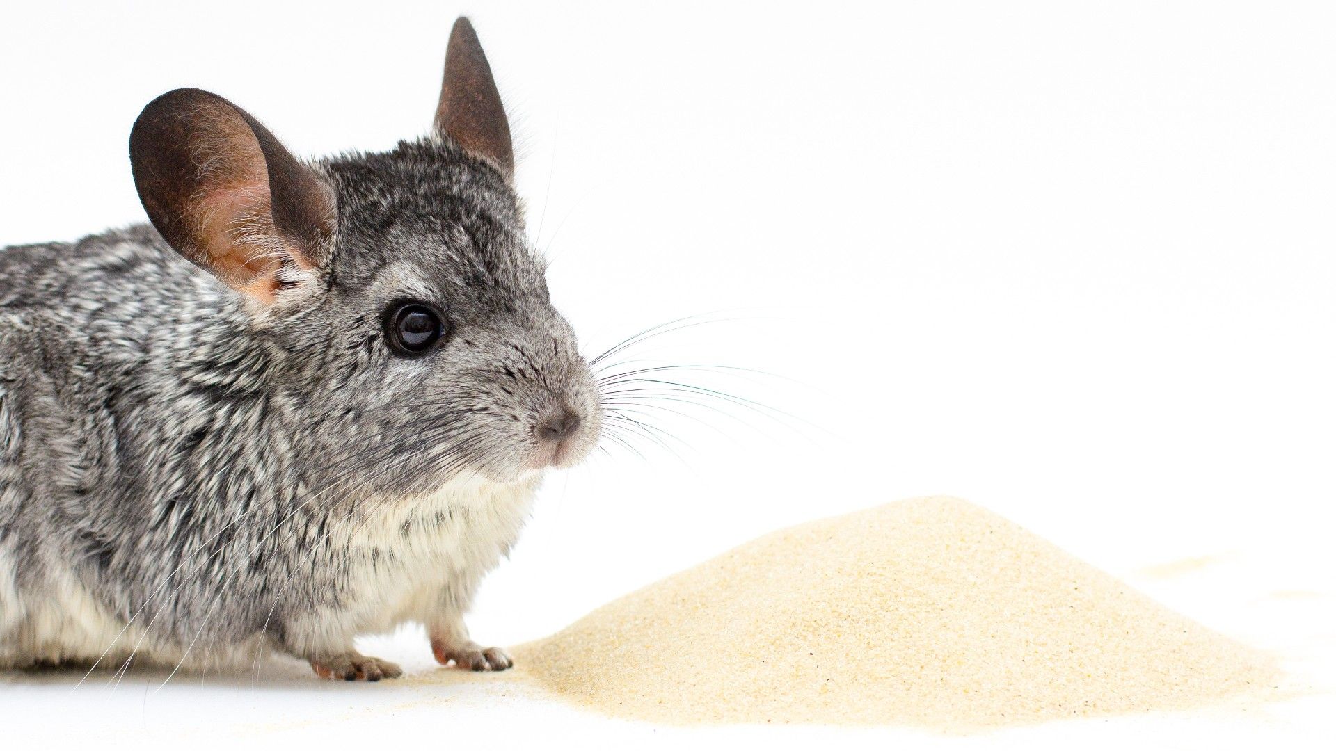 Chinchilla dust baths Why they take them and how to set it up PetsRadar