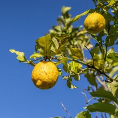 Lemons growing on lemon tree against blue sky background
