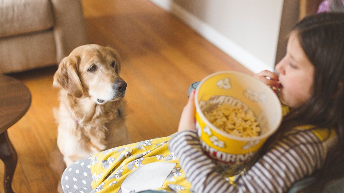 Can dogs eat popcorn? Dietary advice and feeding tips PetsRadar
