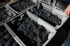 Jefford Bichot harvest, Burgundy