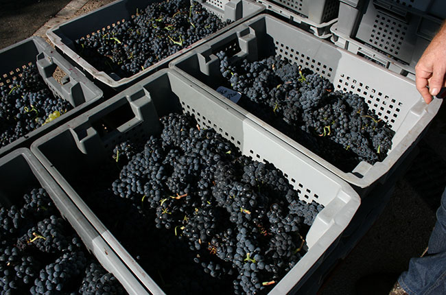 Jefford Bichot harvest, Burgundy