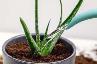 aloe vera plant being watered