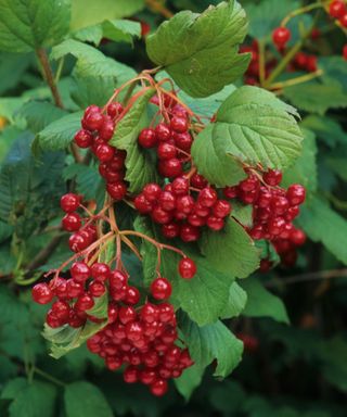 American cranberrybush with red berries