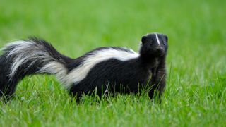 Skunk on grass
