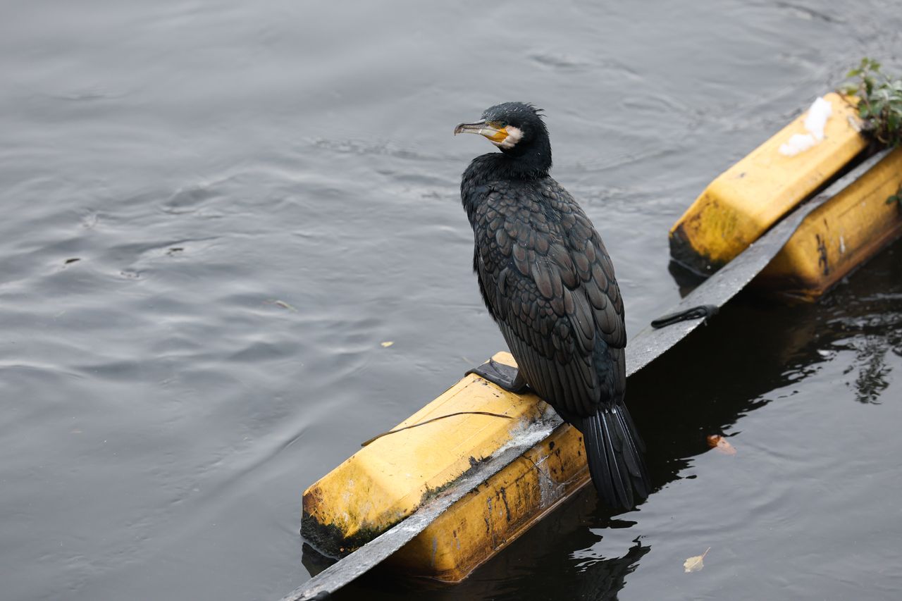 cormorant bird perched at waters edge shot on canon r6 mark ii
