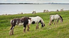E6M6AF Abandoned Gypsy Cobs fly Grazing on the banks of the river Thames, Gravesend.