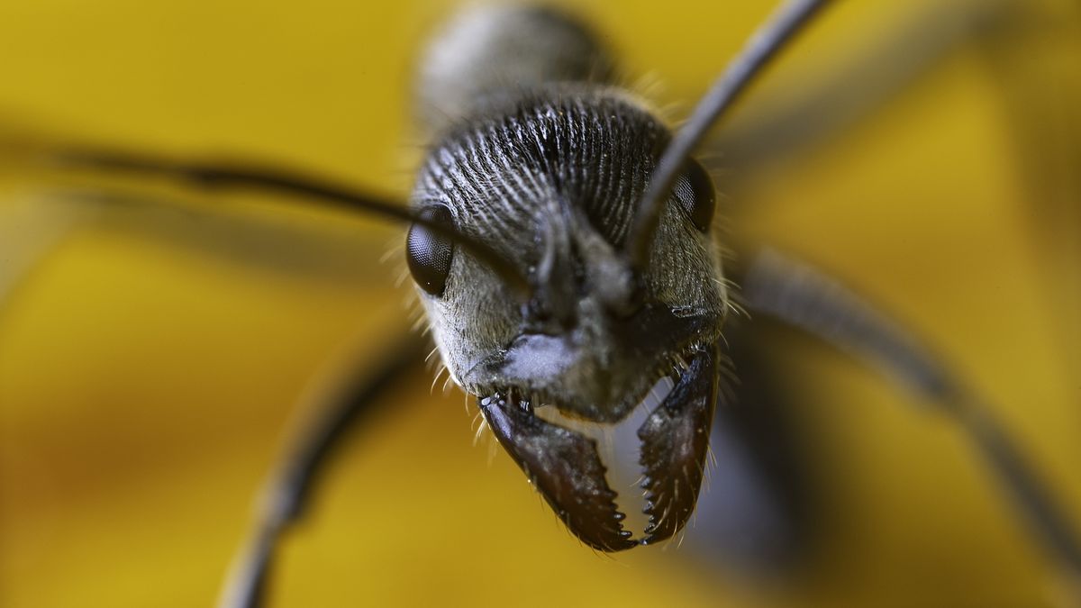 Ant closeup