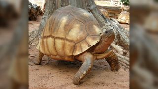 A giant tortoise with a brown-orange shell walks across a sandy landscape with a tree in the background.