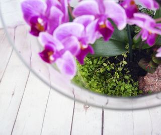 Looking down into an orchid terrarium