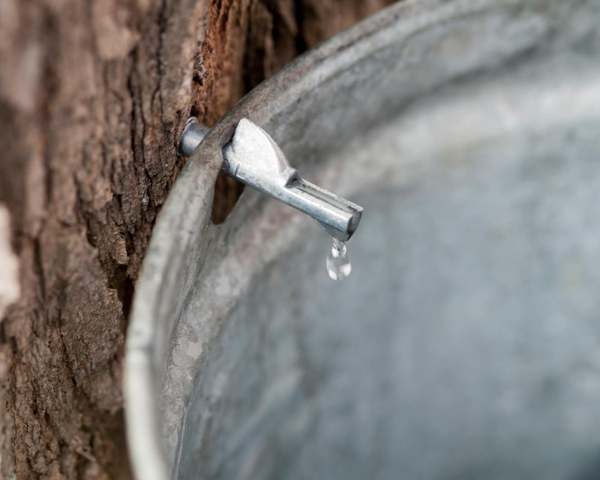 Maple sap flowing from maple tree into bucket