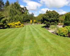 Beautiful large lawn with established trees and shrubs