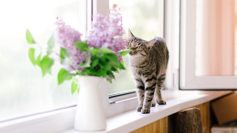 Mother's Day flower warning, A cat and a bunch of fresh lilac in a vase in rustic style