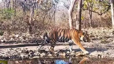 A tiger walking past a trail camera 