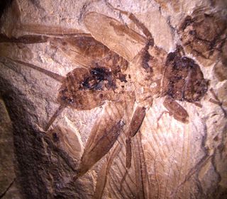 Insect from the Green River Formation.