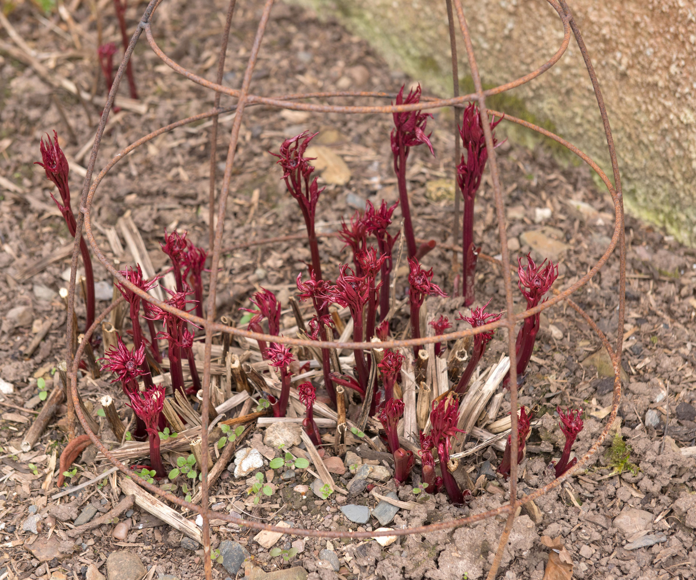 young peony shoots with metal support cage in garden soil
