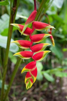Heliconia Lobster Claw Plant