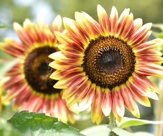 Campo di Girasoli a bassa crescita in autunno.