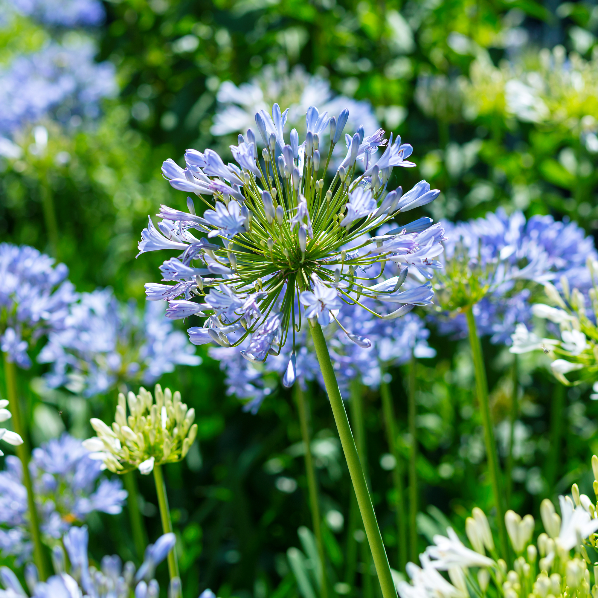 agapanthus blooms in garden 