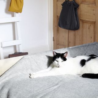 bedroom with cat on bed and cosy blanket