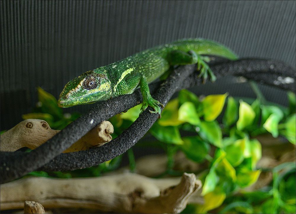 amnh cuba