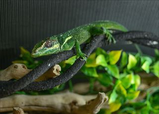 amnh cuba