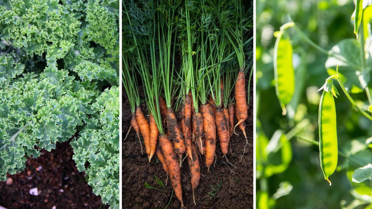 Vegetables, from left; kale, carrots and peas, all in the garden