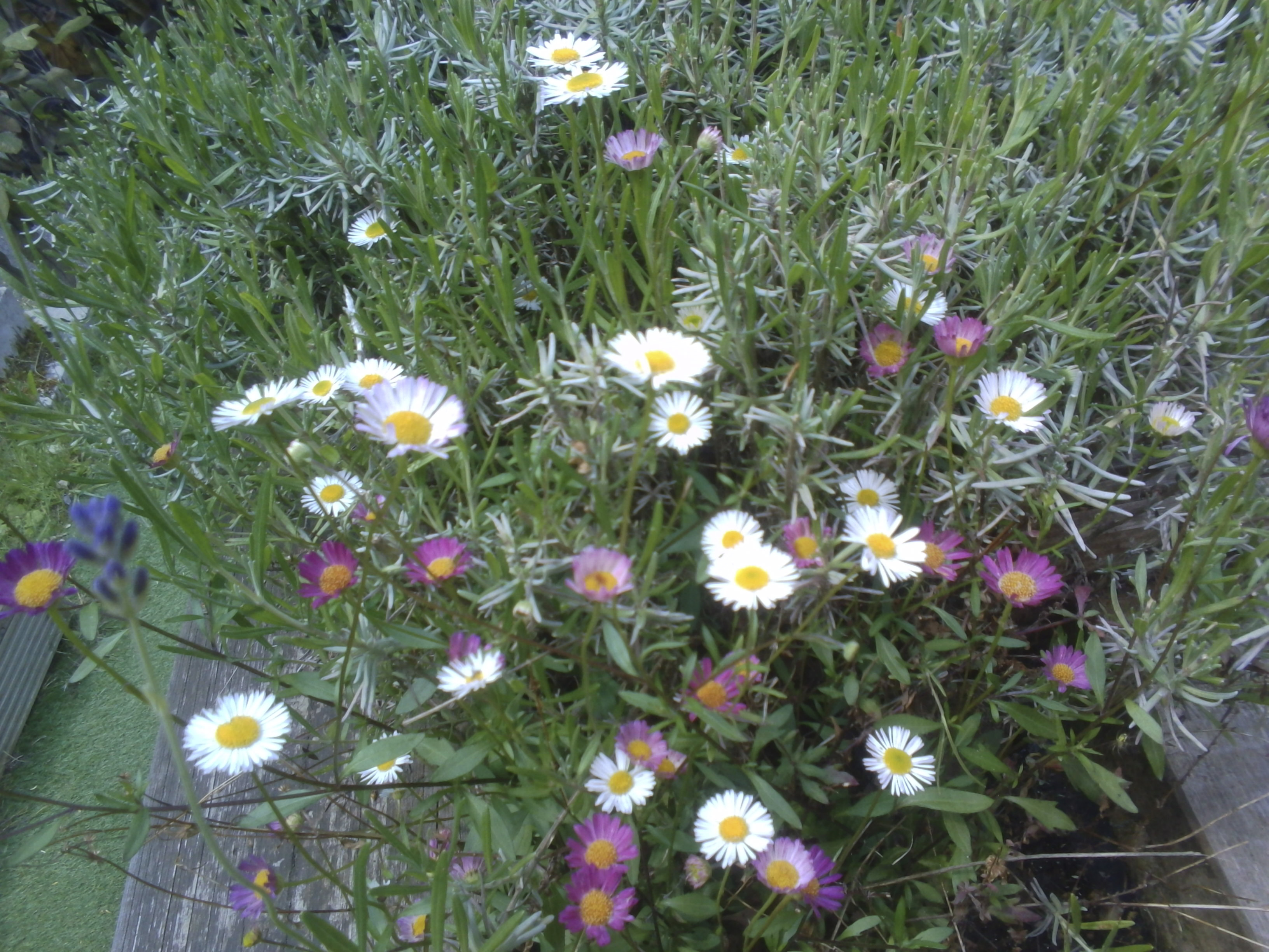 VTech KidiZoom Duo FX camera sample images, close up of flowers