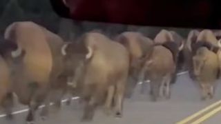 Bison on a bridge at Yellowstone