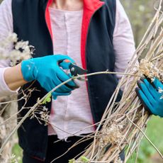 Plants to prune in April include hydrangeas