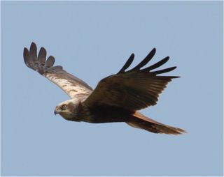 A marsh harrier in flight.