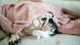 Diarrhea in dogs: Bulldog under pink blanket