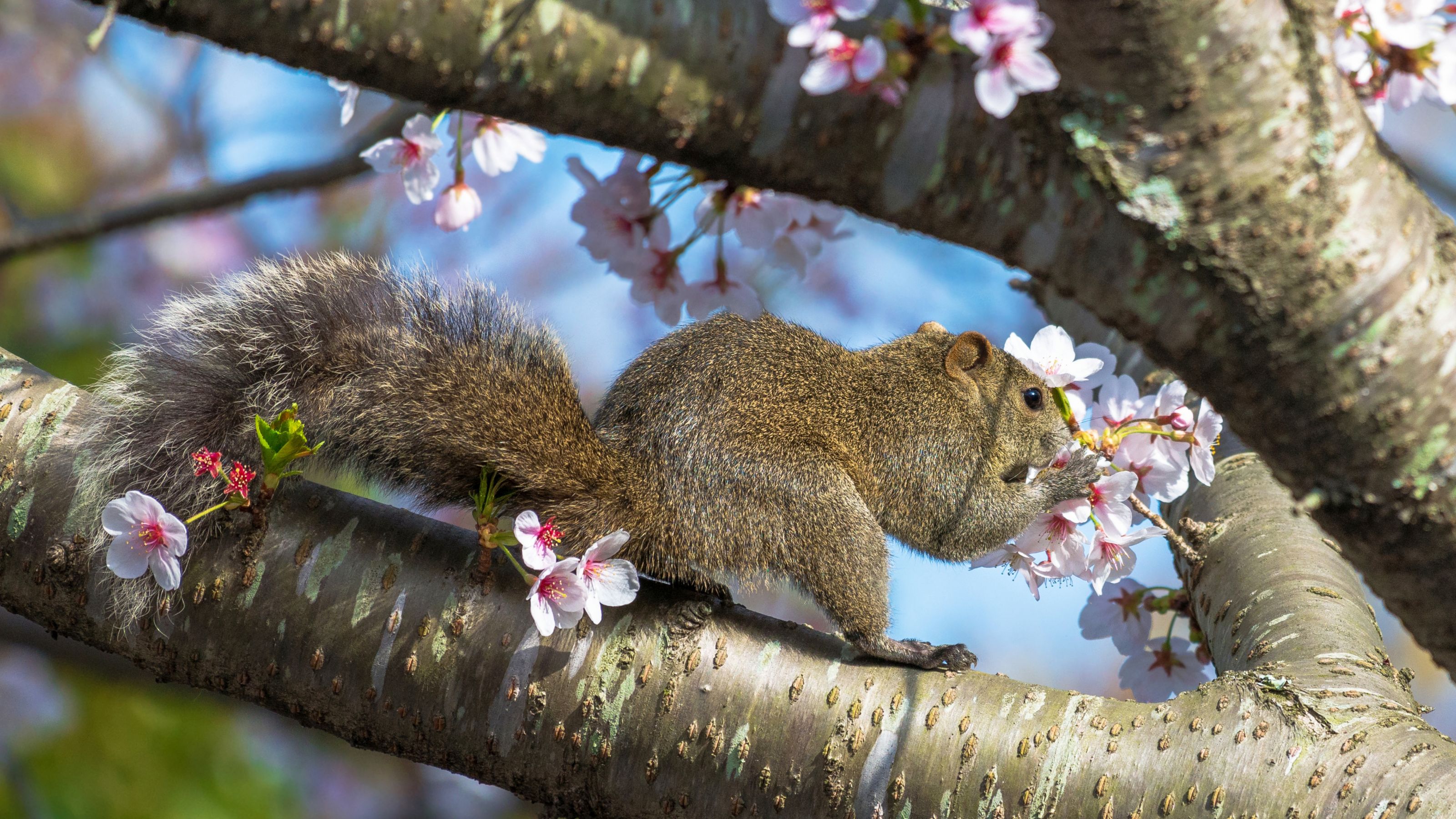 Squirrel eating cherry blossom on cherry tree