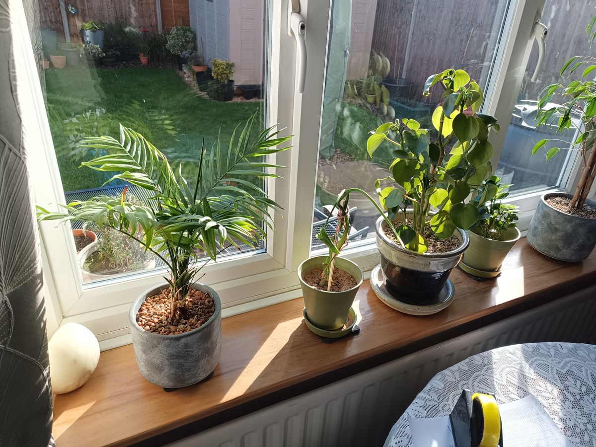 Pictures taken with the Doogee V Max